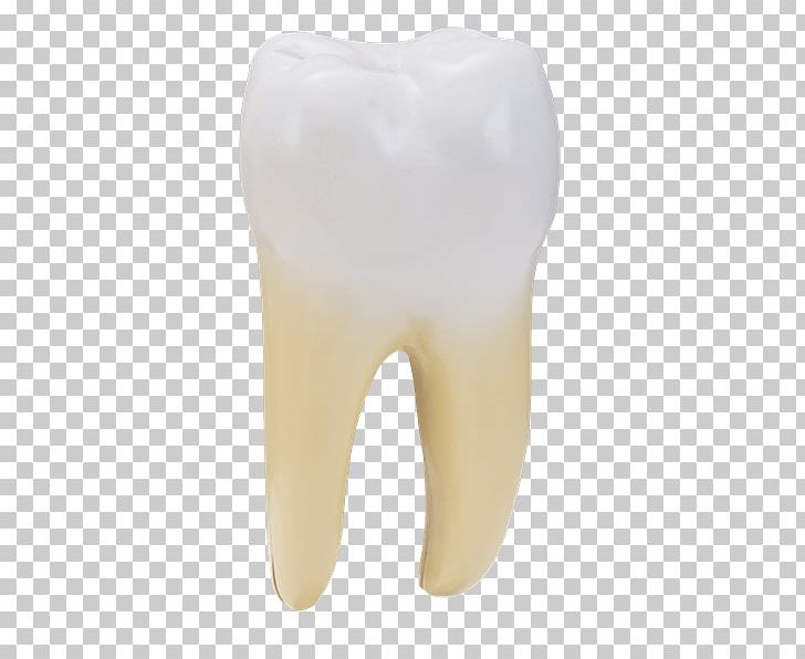 Tooth PNG, Clipart, Anatomia, Jaw, Organ, Tooth Free PNG Download
