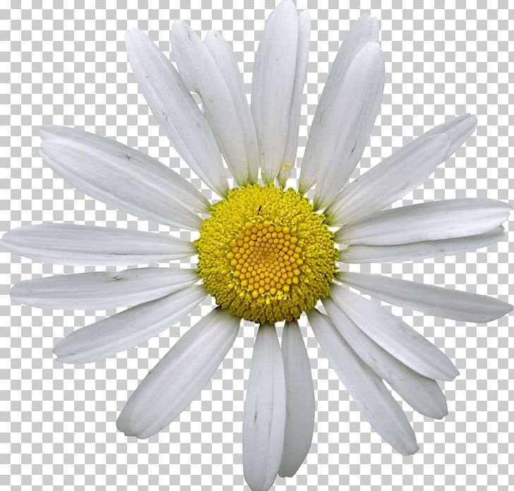 Matricaria Chamomile Photography Flower PNG, Clipart, Aster, Chamaemelum Nobile, Chamomile, Chrysanths, Common Daisy Free PNG Download