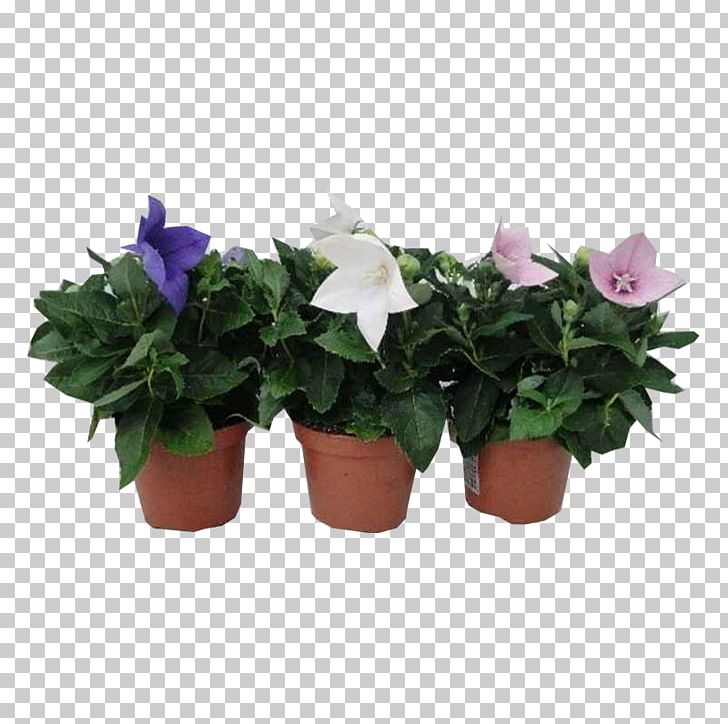 Cut Flowers Flowerpot Houseplant Annual Plant PNG, Clipart, Annual Plant, Cut Flowers, Flower, Flowering Plant, Flowerpot Free PNG Download