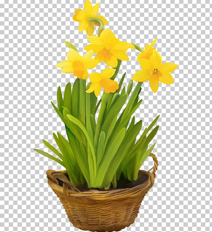 Daffodil Flowerpot Cut Flowers Flowering Plant PNG, Clipart, Amaryllidaceae, Amaryllis, Amaryllis Family, Cut Flowers, Daffodil Free PNG Download