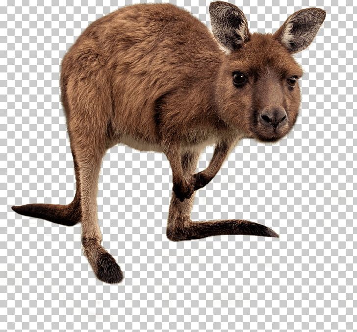 Kangaroo Australia Wallaby Reserve Stock Photography PNG, Clipart, Animals, Australia, Eastern Grey Kangaroo, Fauna, Fur Free PNG Download