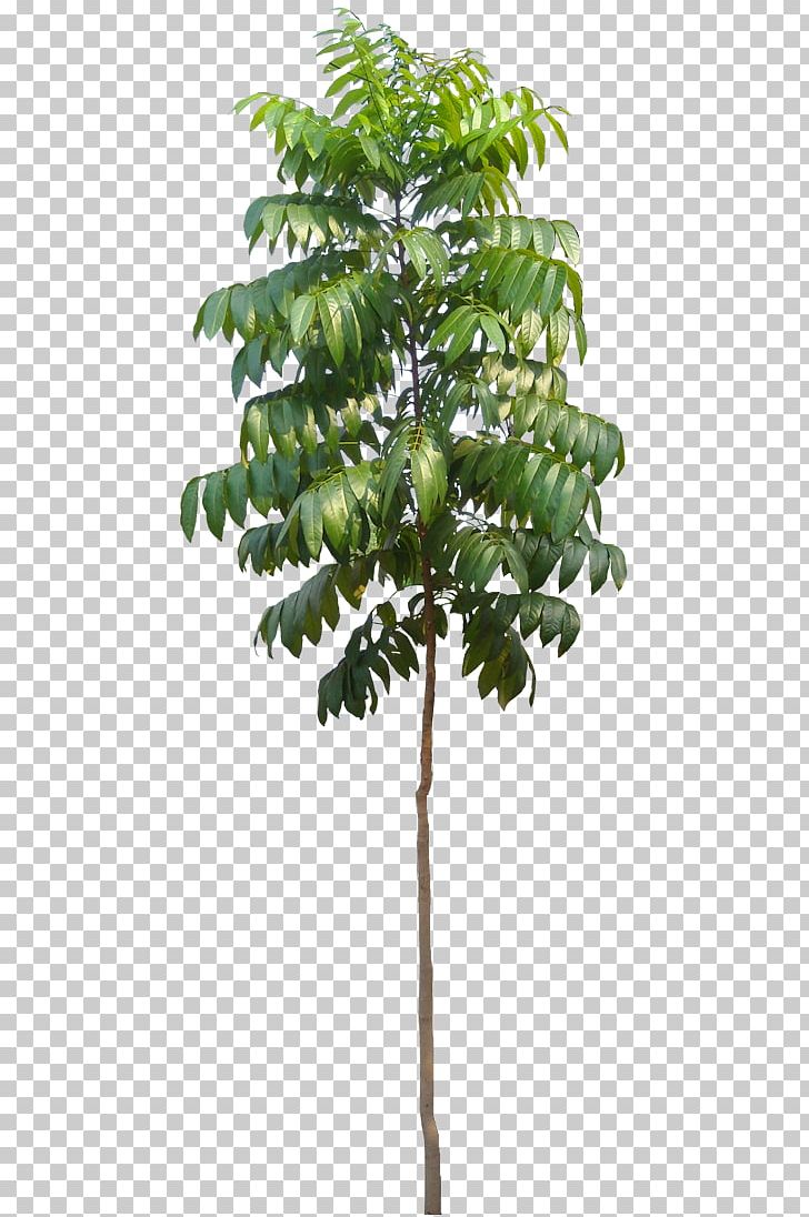 Stock Photography PNG, Clipart, Agaclar, Art, Branch, Flowerpot, Fruit Free PNG Download