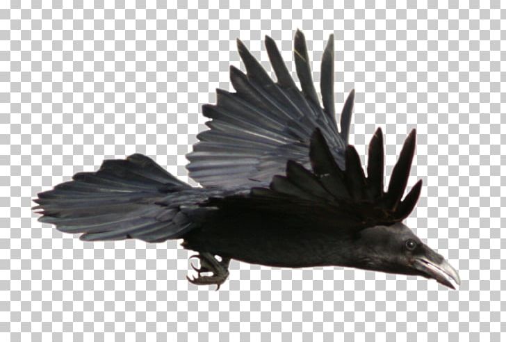 Common Raven American Crow PNG, Clipart, American Crow, Beak, Bird, Common Raven, Crow Free PNG Download