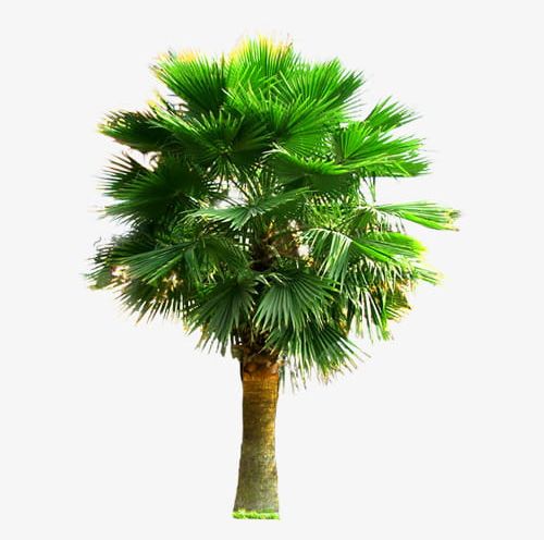 Large Palm Trees PNG, Clipart, Big, Big Trees, Branch, Christmas, Coniferous Tree Free PNG Download