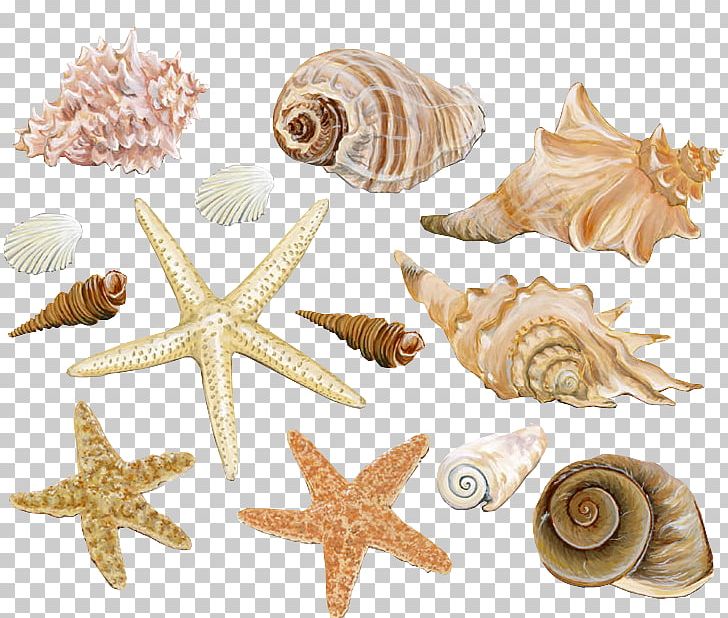 Seashell Mollusc Shell Conch Starfish PNG, Clipart, Animals, Cockle, Conch, Conchology, Coral Reef Free PNG Download