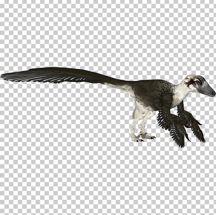 Zoo Tycoon 2 Velociraptor Dakotaraptor Utahraptor PNG, Clipart, Animal, Animals, Austroraptor, Beak, Bird Free PNG Download