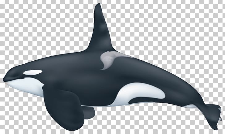 Captive Killer Whales Pygmy Killer Whale Ecotype PNG, Clipart, Animal, Animals, Blue Whale, Captive Killer Whales, Cetacea Free PNG Download