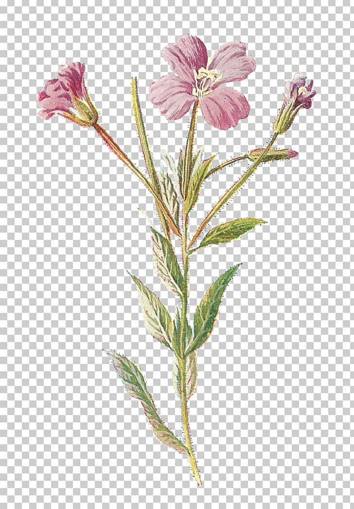 Familiar Wild Flowers Wildflower PNG, Clipart, Alstroemeriaceae, Antique, Botanical Illustration, Botany, Digital Image Free PNG Download