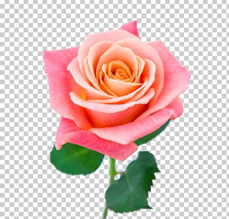 Miss Piggy Garden Roses Hybrid Tea Rose Flower Cultivar PNG, Clipart, Color, Cultivar, Cut Flowers, Floribunda, Flower Free PNG Download