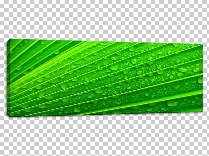 Plant Leaf Rectangle PNG, Clipart, Food Drinks, Grass, Green, Leaf, Plant Free PNG Download