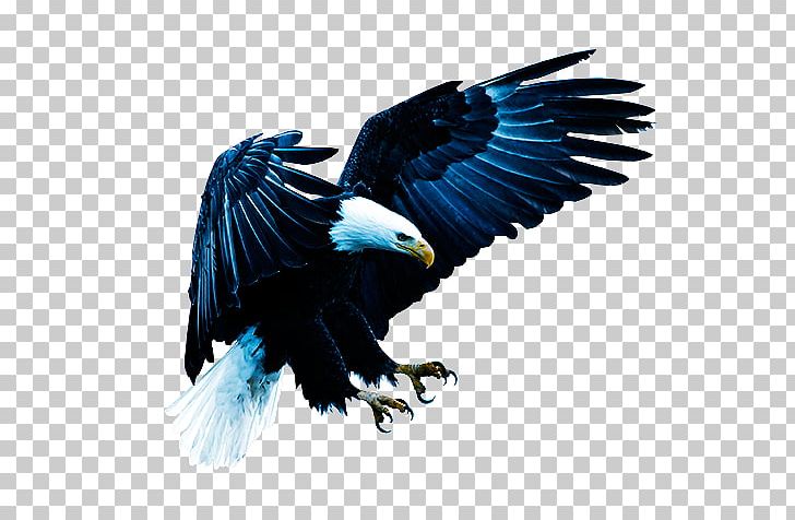 Bald Eagle Bird Of Prey United States PNG, Clipart, American, American Coot, Animals, Bald, Bald Eagle Free PNG Download