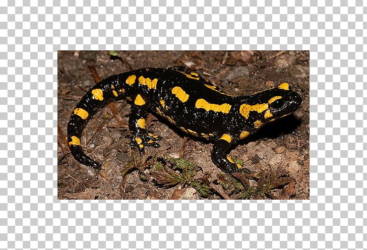 Fire Salamander Newt Spotted Salamander Europe PNG, Clipart, Ambystoma Maculatum, Amphibian, Animal, Animals, Europe Free PNG Download
