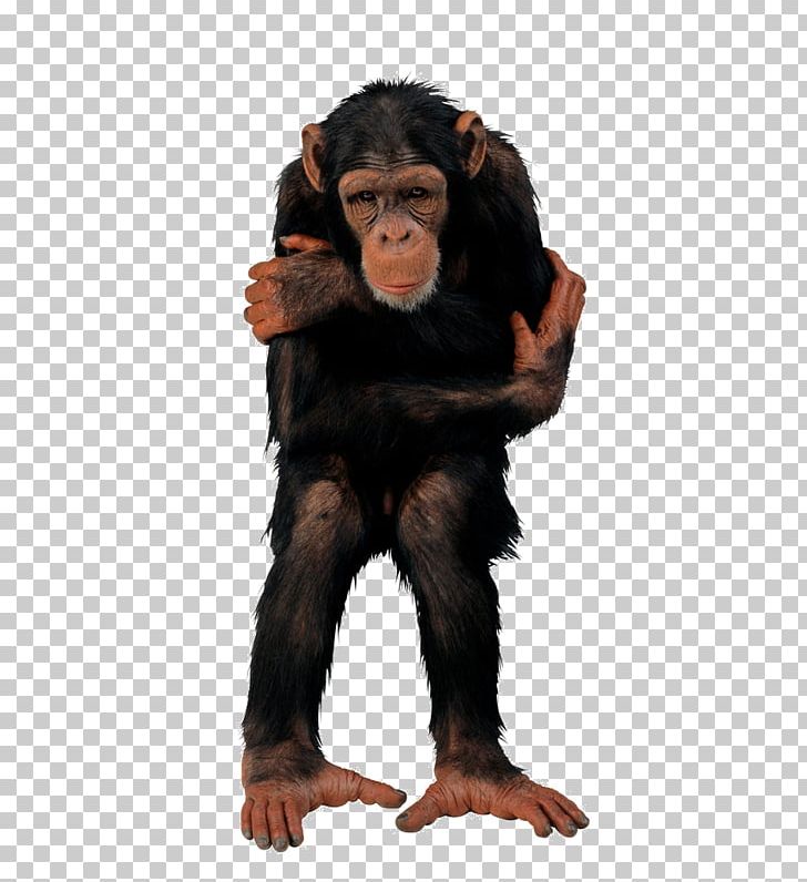 Monkey Primate Photography PNG, Clipart, Animals, Ape, Common Chimpanzee, Fur, Great Ape Free PNG Download