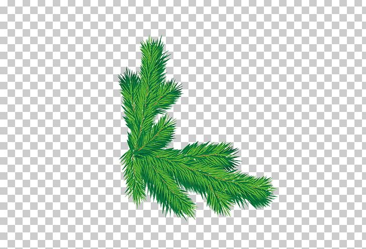 Santa Claus Christmas Tree Green PNG, Clipart, Branch, Christmas, Color, Conifer, Decoration Free PNG Download