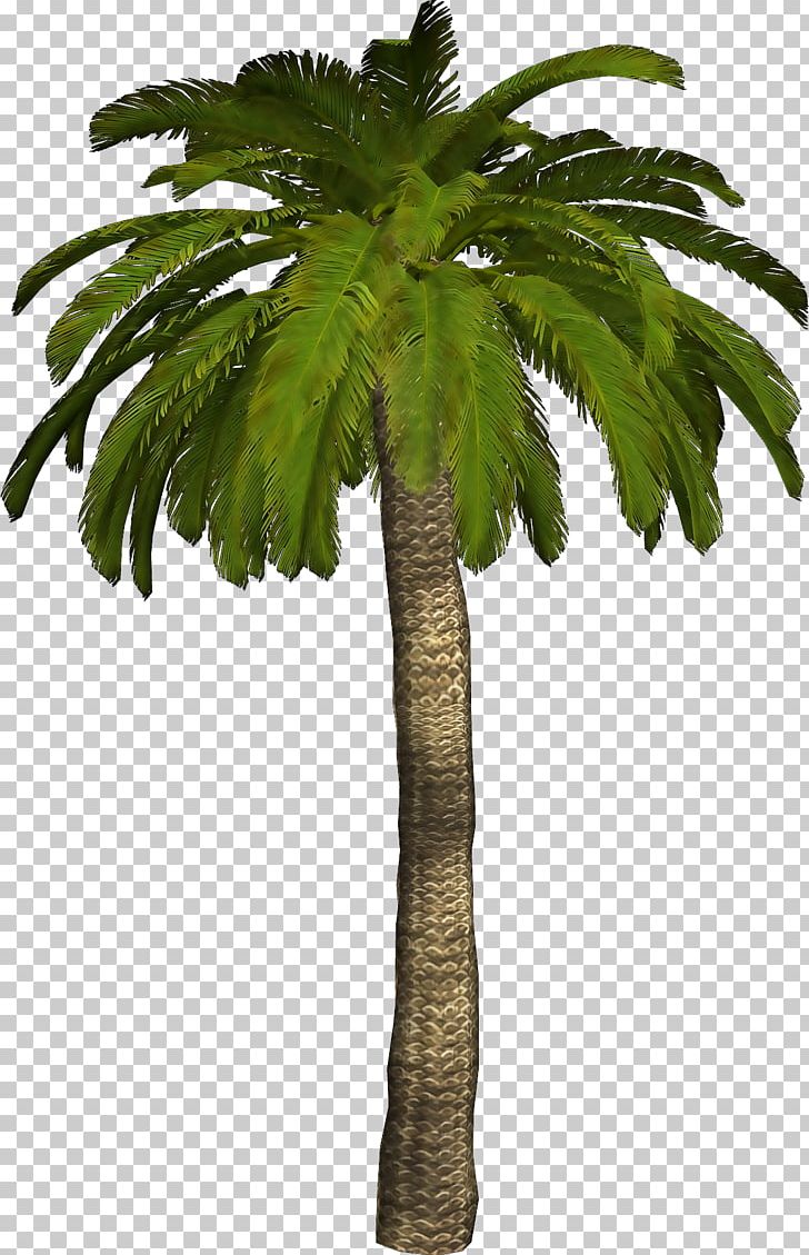 Arecaceae PNG, Clipart, Arecaceae, Arecales, Borassus Flabellifer, Christmas Tree, Coconut Free PNG Download