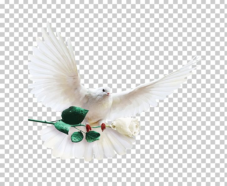 Columbidae Columba PNG, Clipart, Beak, Bird, Christmas Decoration, Columbidae, Computer Graphics Free PNG Download