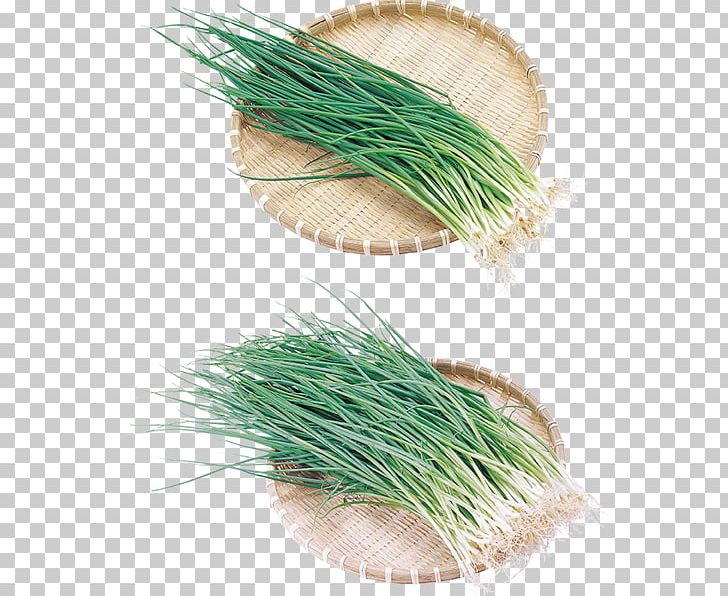 Vetiver Onion Garlic PNG, Clipart, Chrysopogon, Chrysopogon Zizanioides, Commodity, Garlic, Grass Free PNG Download