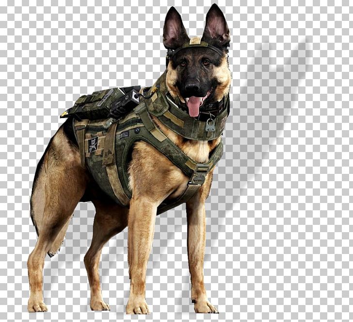 Call Of Duty: Ghosts German Shepherd Great Dane Malinois Dog Labrador Retriever PNG, Clipart, Belgian Shepherd Malinois, Call Of Duty, Carnivoran, Companion Dog, Dog Breed Free PNG Download