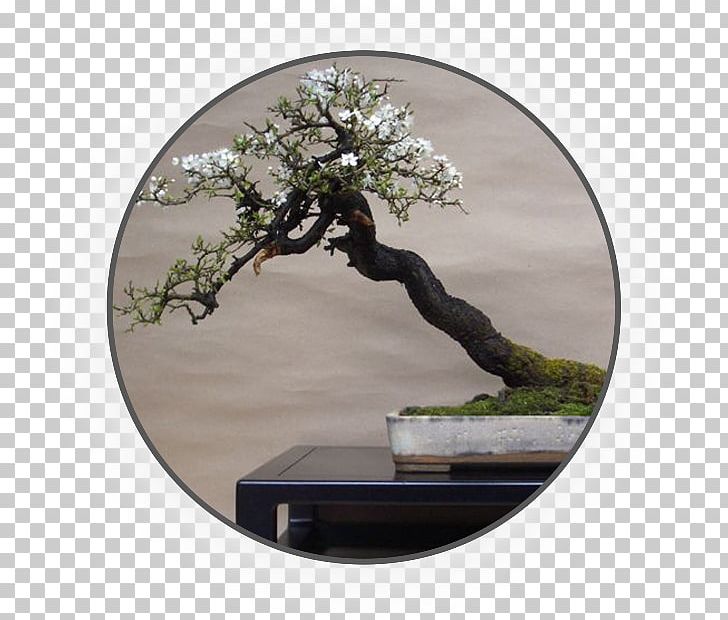 Chinese Sweet Plum Blackthorn Plum Blossom Bonsai 盆景艺术 PNG, Clipart, Blackthorn, Bonsai, Flowerpot, Garden, Gardening Free PNG Download