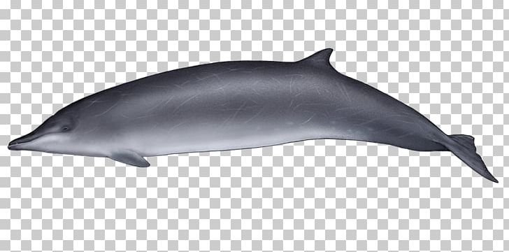 Common Bottlenose Dolphin Wholphin Tucuxi Short-beaked Common Dolphin Rough-toothed Dolphin PNG, Clipart,  Free PNG Download