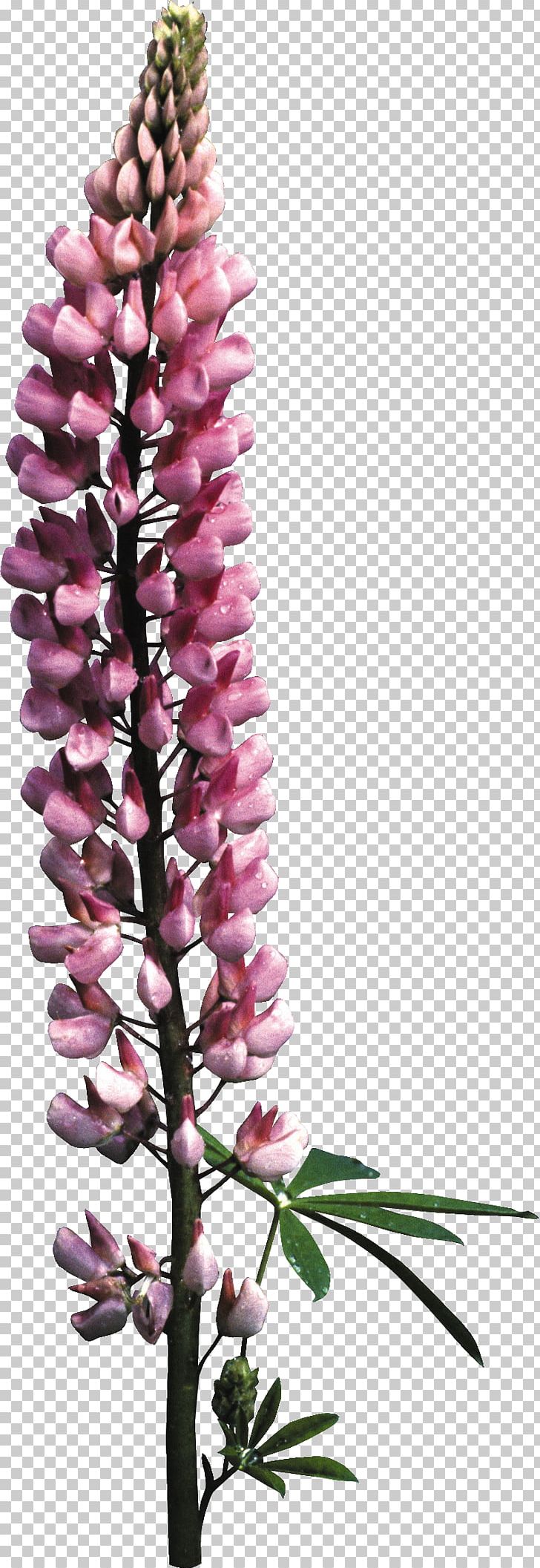 Foxgloves Floral Design Cut Flowers PNG, Clipart, Branch, Cosmetics, Cut Flowers, Digitalis, Flora Free PNG Download