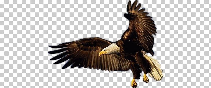 Bald Eagle Bird Of Prey Eagle Flight PNG, Clipart, Accipitridae, Accipitriformes, Aigle, Animals, Animes Free PNG Download