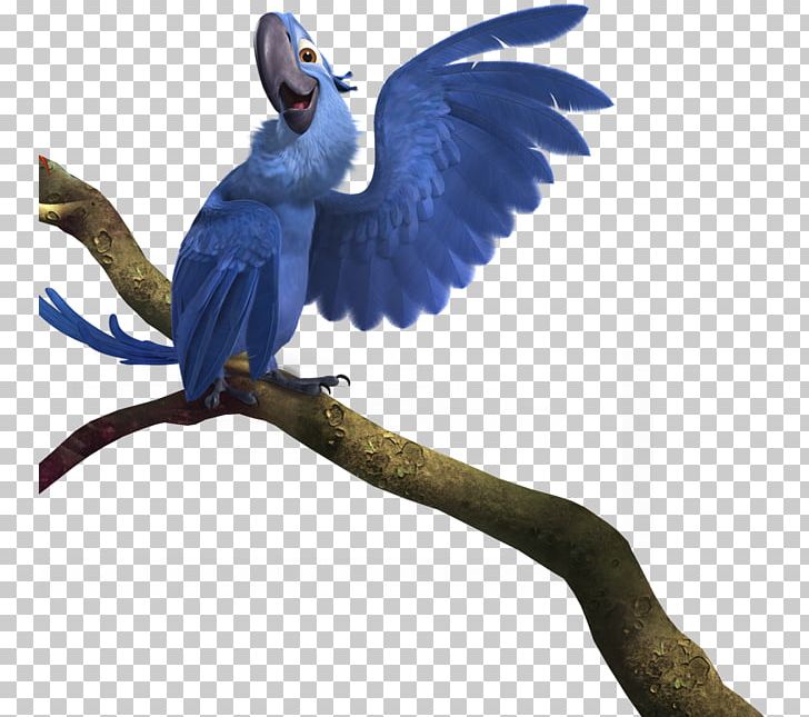Blu Rio PNG, Clipart, Animals, Animation, Beak, Bird, Birds Free PNG Download