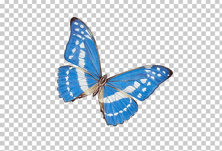 Butterfly Nymphalidae Morpho Peleides Insect Morpho Menelaus PNG, Clipart, Blue, Blue Abstract, Blue Abstracts, Blue Background, Blue Butterfly Free PNG Download