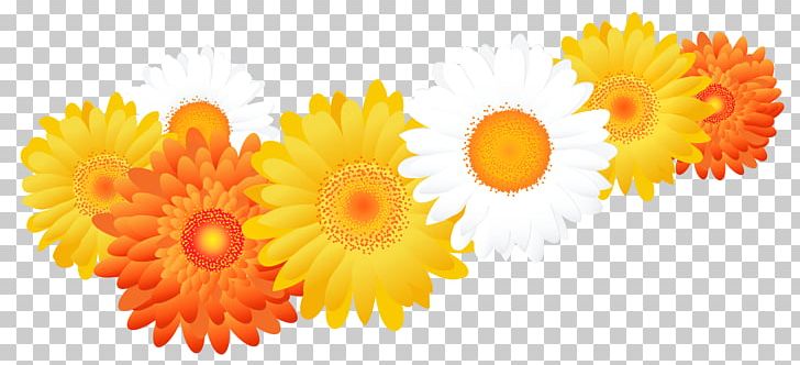 Common Sunflower Sunflower Seed Sunflower Oil PNG, Clipart, Calendula, Chrysanths, Common Sunflower, Computer Wallpaper, Daisy Family Free PNG Download