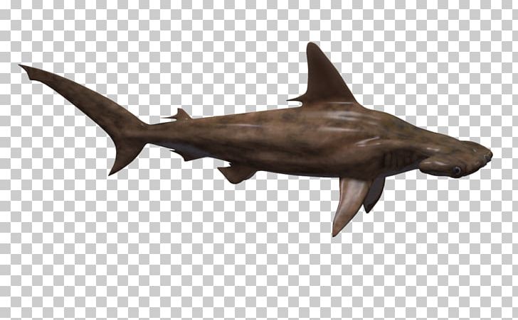 Hammerhead Shark Fish PNG, Clipart, Animal, Animals, Carcharhiniformes, Cartilaginous Fish, Chondrichthyes Free PNG Download