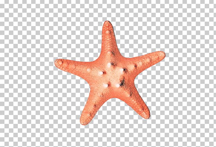 Starfish Euclidean Png, Clipart, Animals, Beautiful Starfish, Cartoon 