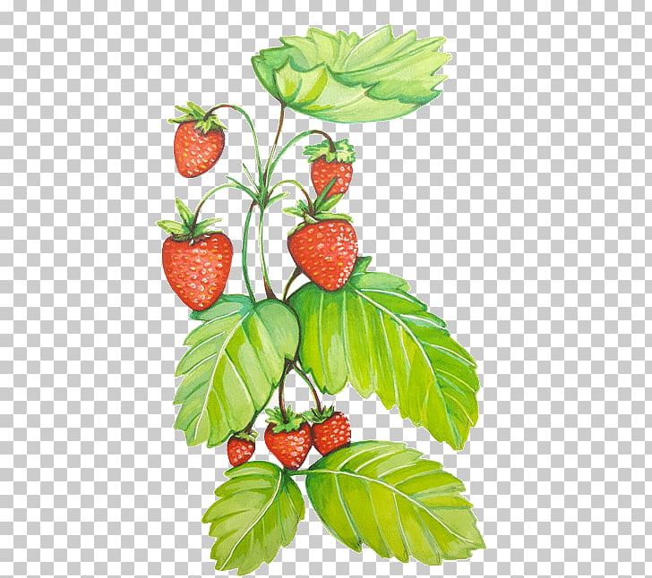Strawberry Natural Foods Raspberry Superfood PNG, Clipart, Berry, Food, Fruit, Local Food, Natural Foods Free PNG Download