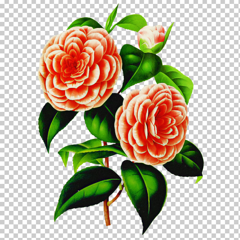 Garden Roses PNG, Clipart, Camellia, Cut Flowers, Floribunda, Flower, Garden Roses Free PNG Download