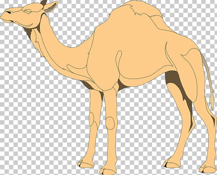 Bactrian Camel Dromedary PNG, Clipart, Arabian Camel, Bactrian Camel, Camel, Camel Clipart, Camel Like Mammal Free PNG Download