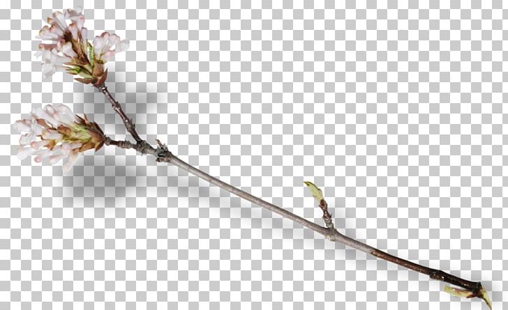 Blossom Fruit Tree Pollination Branch PNG, Clipart, Blossom, Branch, Digital Image, Flower, Fruit Tree Free PNG Download