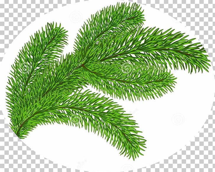 Evergreen Stock Photography PNG, Clipart, Biome, Branch, Can Stock Photo, Conifer, Evergreen Free PNG Download