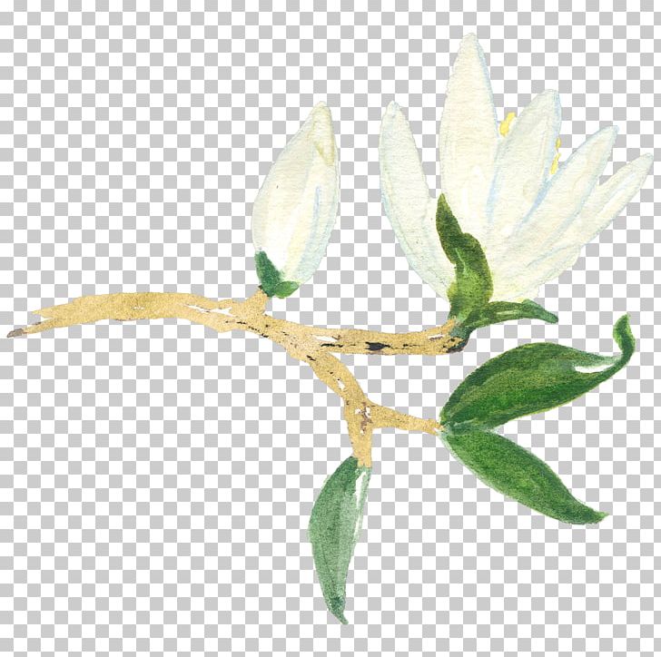 Magnolia YouTube Flower PNG, Clipart, Branch, Bud, Floral Branch, Floral Design, Flower Free PNG Download