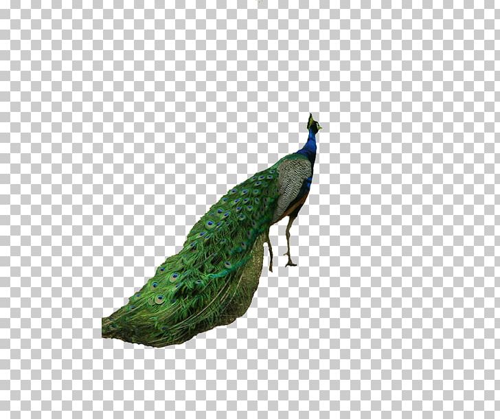 Peafowl Tiger Bird Computer File PNG, Clipart, Animal, Animals, Asiatic Peafowl, Beak, Download Free PNG Download