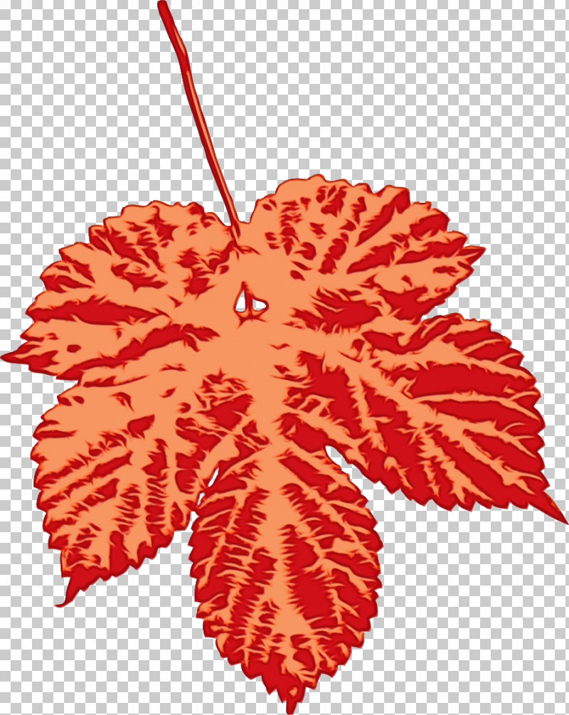 Maple Leaf PNG, Clipart, Biology, Leaf, Maple, Maple Leaf, Paint Free PNG Download