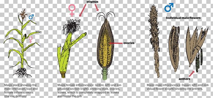 Grasses Plant Reproduction Asexual Reproduction PNG, Clipart, Asexual Reproduction, Biology, Bred Pit, Commodity, Fertilisation Free PNG Download