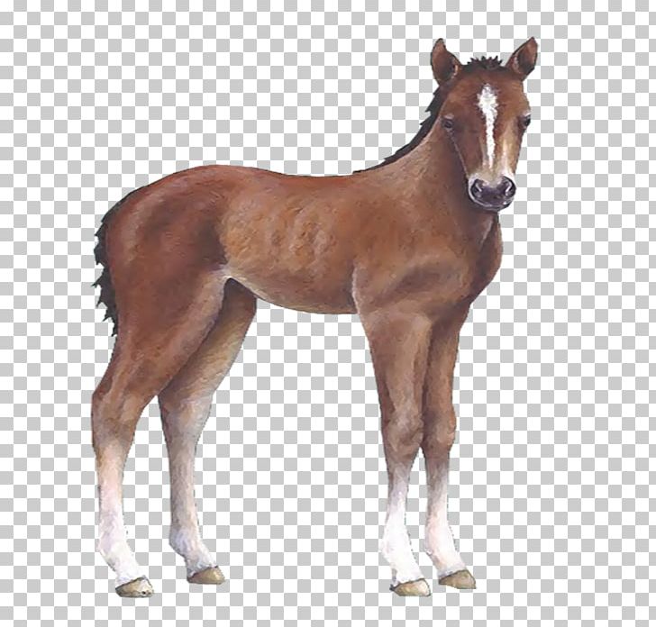 Horse Foal Colt Wall Decal Sticker PNG, Clipart, Animal Figure, Bridle, Caballo, Colt, Decal Free PNG Download