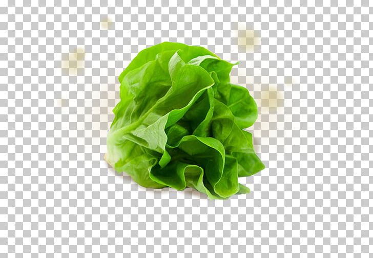 Iceberg Lettuce Romaine Lettuce Stock Photography Salad Vegetable PNG, Clipart, Aquaponics, Chard, Corn Salad, Endive, Fish Free PNG Download
