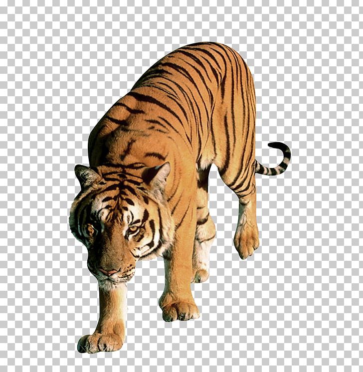 Lion Leopard Bengal Tiger Cat Dog PNG, Clipart, Animal, Animals, Bengal Tiger, Big Cat, Big Cats Free PNG Download