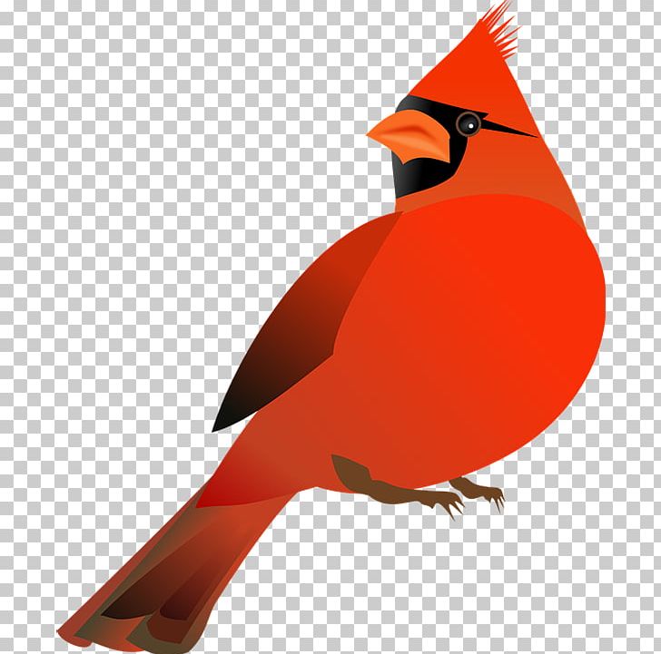 Northern Cardinal St. Louis Cardinals PNG, Clipart, Beak, Bird, Cardinal, Document, Drawing Free PNG Download