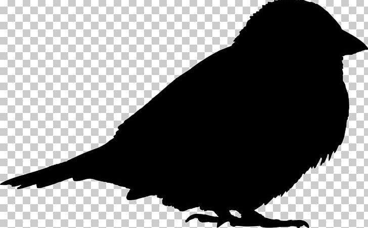 House Sparrow Bird Finch Somali Sparrow Sind Sparrow PNG, Clipart, Animals, Beak, Bird, Black, Black And White Free PNG Download