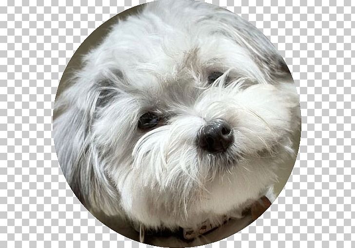 Maltese Dog Havanese Dog Coton De Tulear Little Lion Dog Bolonka PNG, Clipart, Animals, Bichon, Bolognese, Bolognese Dog, Bolonka Free PNG Download