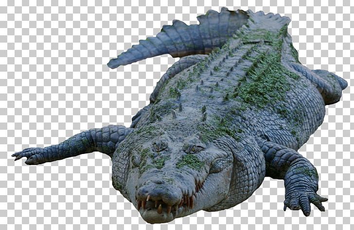 Nile Crocodile American Alligator PNG, Clipart, Alligator, American Alligator, Animal, Animals, Crocodile Free PNG Download