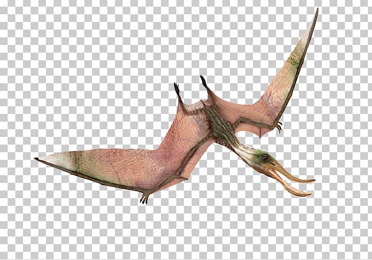 Pterodaustro Quetzalcoatlus Rhamphorhynchus Ornithocheirus Dinosaur PNG, Clipart, Avea, Cel, Creature, Dinobots, Dinosaur Free PNG Download