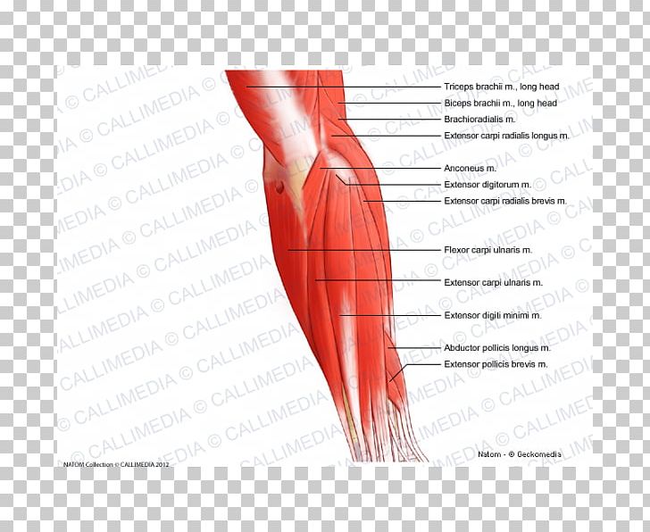The Muscular System Elbow Posterior Compartment Of The Forearm Muscle PNG, Clipart, Abdomen, Anconeus Muscle, Angle, Arm, Blood Vessel Free PNG Download