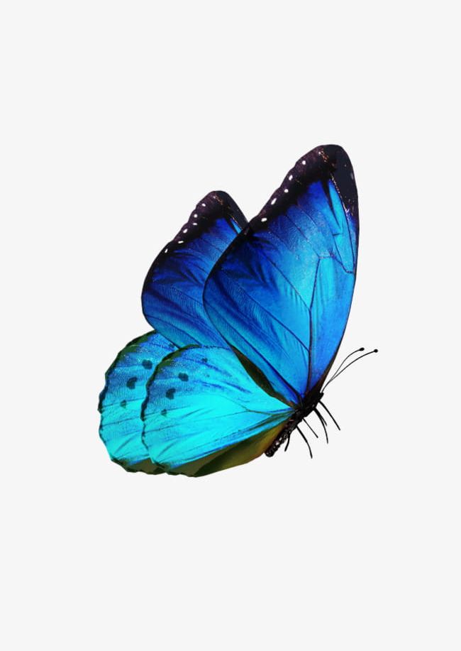A Small Butterfly PNG, Clipart, A Clipart, Beautiful, Butterfly, Butterfly Clipart, Butterfly Clipart Free PNG Download